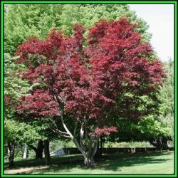 Acer Palmatum - 50 Seeds - Japanese Maple Tree Or Shrub Beatifull Autumn Colour - New