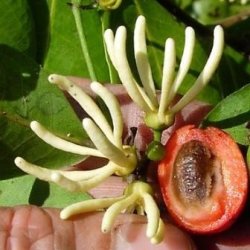 10 Artabotrys Monteiroae Seeds - Red Hook-berry - South African Indigenous Climber + Seeds