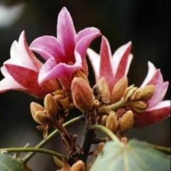 4 Lacebark Tree Seeds - Brachychiton Discolor Tree Seeds - Flowering