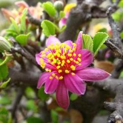 10 Grewia Robusta Karoo Cross-berry Indigenous South African Tree Seeds - Insured Combined Shipping