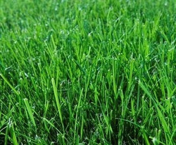 Seeds For Africa Evergreen Mix Lawn Grass Seed - Evergreen Mix 400 Grams - 10m2