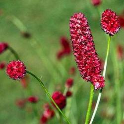 75 Sanguisorba Officinalis Seeds - Greater Salad Burnet - Bulk Perennial Medicinal Herb Seeds