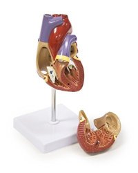 Walter Products B10405A Human Heart Model Life Size 2 Parts 4.5 X 3 X 3 Inches