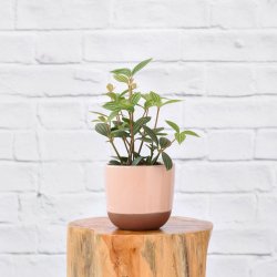 Parallel Peperomia - In 13CM Pink Pluto Planter