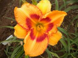 All Fired Up Daylilies