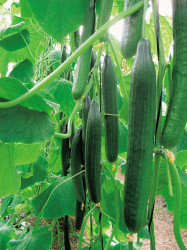 English Cucumber - Sorolla F1 Hybrid - Bulk Vegetable Seeds - 100 Seeds