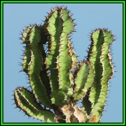 Euphorbia Avasmontana - 10 Seed Pack - Indigenous Succulent Hedge - Insured Combined Shipping - New