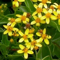 10 Senecio Angulatus Seeds + Get Free Seeds With All Orders - Indigenous South African Scrambler