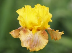 Iris Plants: Creme Brulee Golden Yellow Standards On Copper Coloured Falls