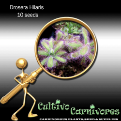 Drosera Hilaris 10 Seeds Carnivorous Plants & Seeds Sundew