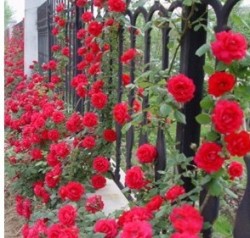 Red Climbing Rose Packet Of 10 Seeds