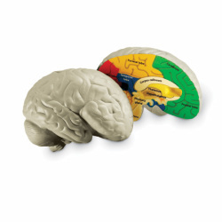 Learning Resources Cross Section Human Brain Model