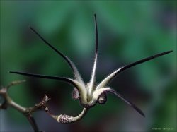 3 Ceropegia Stapeliiformis Seeds - Rare Succulent Plant Seeds - Indigenous To South Africa
