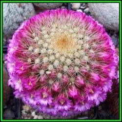 Mammillaria Pilcayensis - 100 Bulk Seed Pack - Verified Seller - Exotic Succulent Cactus - New