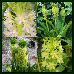 Eucomis Pole-evansii - 10 Seed Pack - Indigenous Perennial Bulb -combined Global Shipping- New