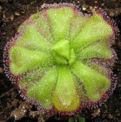 Drosera Cuneifolia - Indigenous South African Carnivorous Plant - 10 Seeds