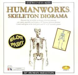 Skullduggery Eyewitness Kits Humanworks Skeleton Diorama