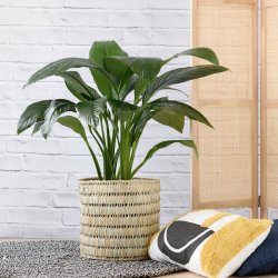 Peace Lily - Sensation - Large - 30CM In Fundo Palm Leaf Basket