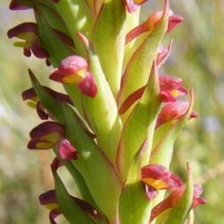 10+ Disa Bracteata Seeds - Indigenous South African Endemic Orchid Seeds+ Seeds With All Orders