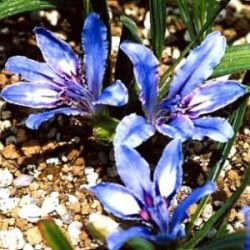 10 Babiana Ambigua Seeds - Buy Seeds For South African Indigenous Bulbs -combined Worldwide Shipping