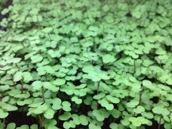 Kale - Microgreen Seeds - 1kg