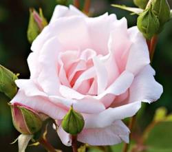 New Dawn Rose Seeds Packet Of 10 Seeds