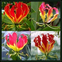 Gloriosa Superba - Flame Lily - 500 Bulk Seed Pack - Indigenous Bulbous Perennial Climber Vine - New