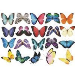 Meister Anti-collision Window Decals - Butterfly Decals Set A - Sticks With Static