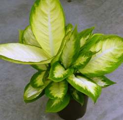 Dieffenbachia Tropic Mariana Seedlings - 3 Plug Plants