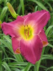 Daylily Plants: 'tang Dynasty' - Soft Shades Of Lavender With Lime Green Throat - Big Flowers