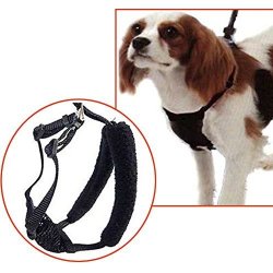 chest leash