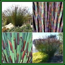 Large Cape Rush - Elegia Elephantina - 10 Seed Pack - Endemic Indigenous Ornamental Grass - New