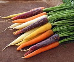 Carrot Seeds Harlequin Mix - 50 Carrot Seeds