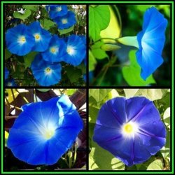 Ipomoea Tricolor - Heavenly Blue Morning Glory - 200 Seed Pack - Exotic Climber Vine Bulk New