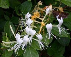 Japanese Honeysuckle - Lonicera Japonica - Ground Cover - Creeping Vine - 5 Seeds