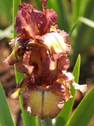 Iris Plants: 'mountain Melody' - Lovely Grouping Of Warm Autumn Colours