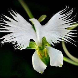 Japanese Egret Orchid Seeds - 5 Seeds