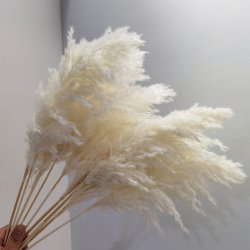 10PCS 23IN 60CM Tall Fluffy Pampas Grass White Pampas Bouquet Wedding Flowers Christmas Decor Party Decor Home Decor Processed And Free Of Pest Risk