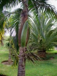 Princess Palm - Dictyosperma Album - Exotic Palm - 10 Seeds