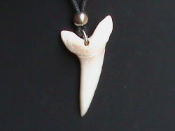Shark Tooth Necklace. Large Genuine Tooth.