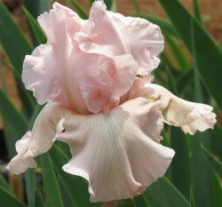 Iris Plants: Variety: 'vanity' - Ruffled Baby Pink White Beard Tipped Flamingo