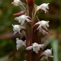 10+ Satyrium Longicauda Var Longicauda Seeds Indigenous Endemic Perennial Orchid Flat Ship Rate