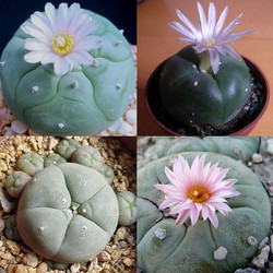 Seeds For Africa Peyote Cactus - Lophophora Williamsii - Seeds - Cacti Succulents - 10 Seeds